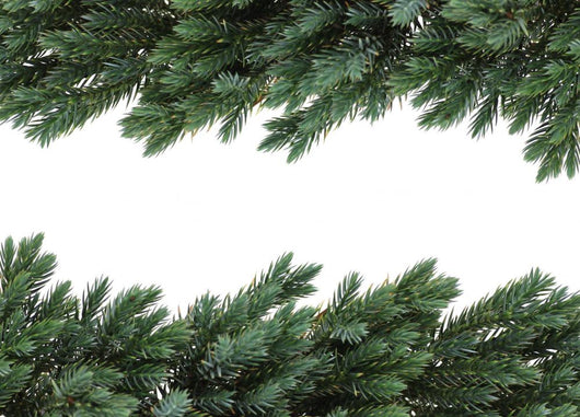 Birdsnest Spruce