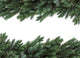 Birdsnest Spruce