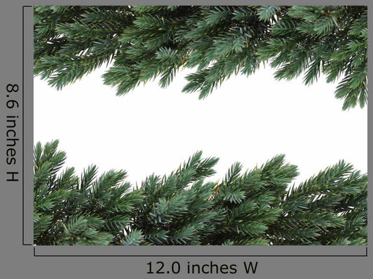 Birdsnest Spruce