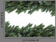 Birdsnest Spruce