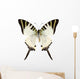 Butterfly Species Graphium Antiphates