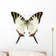 Butterfly Species Graphium Antiphates