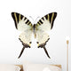 Butterfly Species Graphium Antiphates