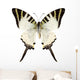 Butterfly Species Graphium Antiphates