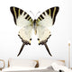 Butterfly Species Graphium Antiphates