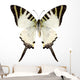Butterfly Species Graphium Antiphates