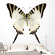 Butterfly Species Graphium Antiphates