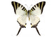 Butterfly Species Graphium Antiphates