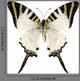 Butterfly Species Graphium Antiphates