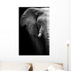 Elephant up Wall Mural