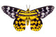 Butterfly Moth Dysphania Subrepleta Wall Decal