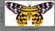 Butterfly Moth Dysphania Subrepleta Wall Decal