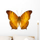 Butterfly Species Vindula Dejone