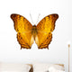 Butterfly Species Vindula Dejone