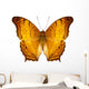 Butterfly Species Vindula Dejone