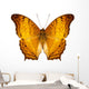 Butterfly Species Vindula Dejone