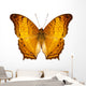 Butterfly Species Vindula Dejone