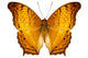 Butterfly Species Vindula Dejone