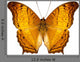 Butterfly Species Vindula Dejone