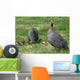 Guineafowl Hens Wall Mural