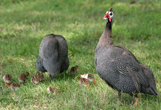 Guineafowl Hens Wall Mural