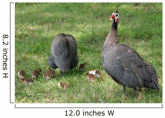 Guineafowl Hens Wall Mural