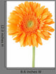 Orange Gerbera Daisy Flower