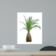 Cycads