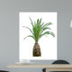 Cycads