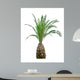 Cycads