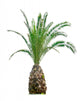 Cycads
