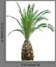 Cycads