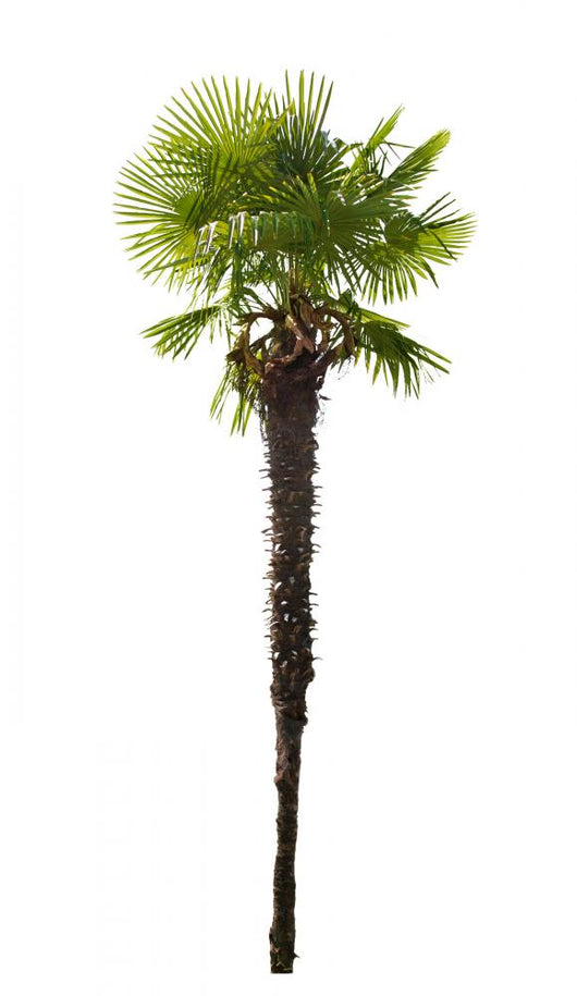 high isolated palm tree Wall Decal