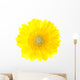 Beautiful Yellow Gerbera Flower