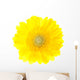 Beautiful Yellow Gerbera Flower