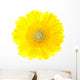 Beautiful Yellow Gerbera Flower