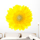 Beautiful Yellow Gerbera Flower