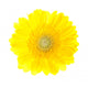 Beautiful Yellow Gerbera Flower