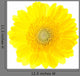 Beautiful Yellow Gerbera Flower