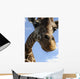 Giraffe Wall Mural