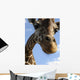 Giraffe Wall Mural