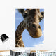 Giraffe Wall Mural