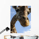 Giraffe Wall Mural
