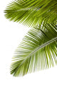 Leaves Palm Tree