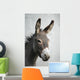 Donkey