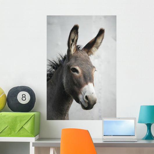 Donkey