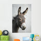 Donkey