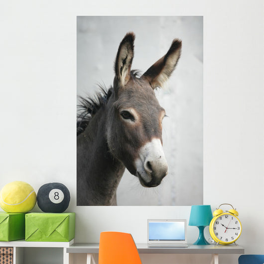 Donkey