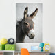 Donkey