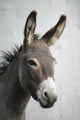 Donkey